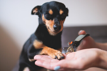 Veterinarian specialist holding small dog, process of cutting dog claw nails of a small breed dog with a nail clipper tool, close up view of dog's paw, trimming pet dog nails manicure at home - obrazy, fototapety, plakaty