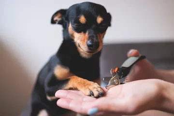 Poster Veterinarian specialist holding small dog, process of cutting dog claw nails of a small breed dog with a nail clipper tool, close up view of dog's paw, trimming pet dog nails manicure at home © tsuguliev