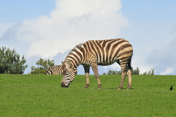 Fototapeta na wymiar Zebra animals in Fota wild park Cork Ireland