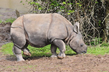 Obraz premium Indian rhino animals in Fota wild park Cork Ireland