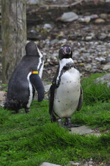 Penguin animals in Fota wild park Cork Ireland