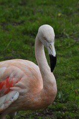 Chilean Flamengo animals in Fota wild park Cork Ireland