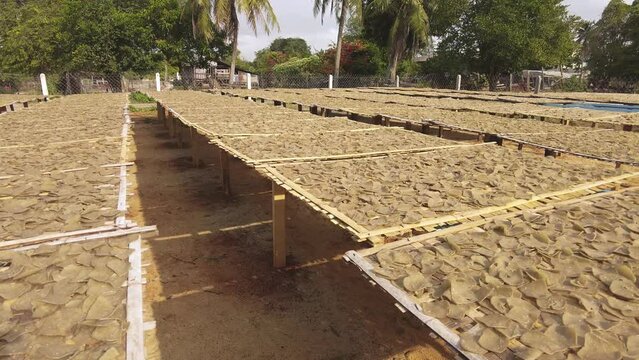 Panning view of the raw fish crackers getting dried up in the sun. Cottage industry in Besut, Terengganu. 4K. Slow-motion.