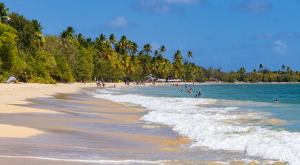 Panoramic view of “Grand Anse des Salines“, famous beach on tropical island Martinique in the Caribbean. Sandy beach with palm trees and surf near Saint Anne in south of the french holiday paradise.