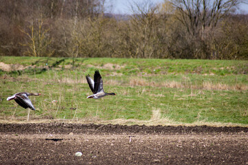 Obraz na płótnie Canvas geese taking off