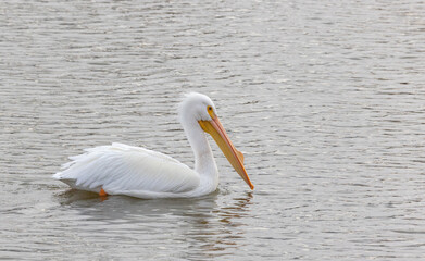 American Pelicans in The Missouri river between Alton and Grafton