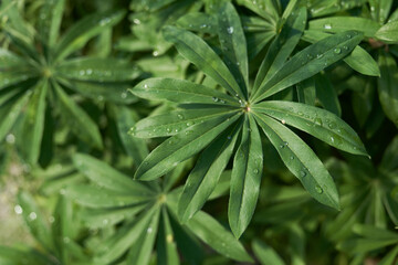 Lupin leaves, close-up, water droplets in sunlight, green natural background with copy space. High quality photo