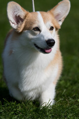 Adorable Pembroke Welsh Corgi portrait facing camera 