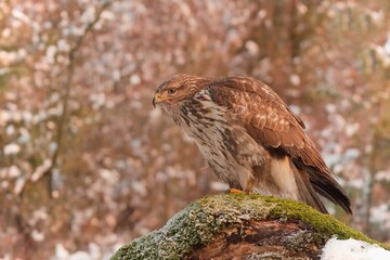 Common buzzard (Buteo buteo) sitting on a branch on a cold winter day