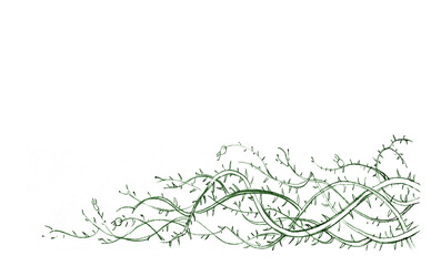 The prickly thorn weaves. Pencil drawing