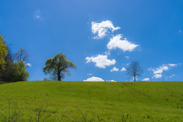 Fototapeta na wymiar Green field with a beautiful grass and a blue sky with charming clouds in the french countryside