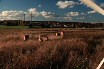 Tiere