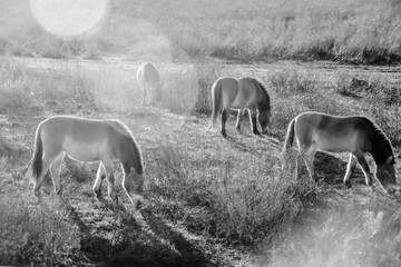 Tiere