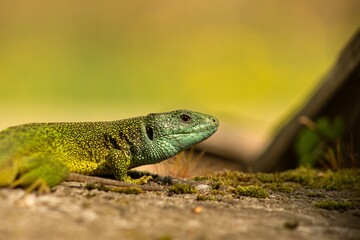 Naklejka na ściany i meble European green lizard (Lacerta viridis) in the garden in Slovak mountains