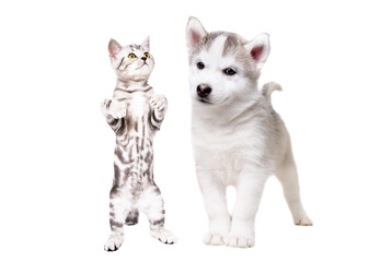 Playful husky puppy and kitten scottish straight standing on hind legs isolated on white background