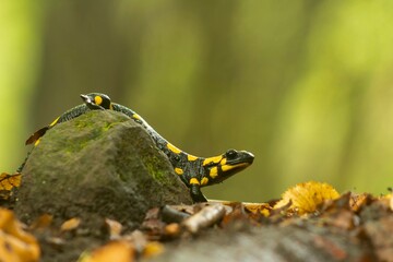 Fire salamander (Salamandra salamandra) resting on a stone in the forest after the rain, surrounded by colored leaves