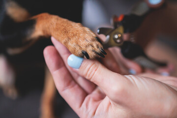 Veterinarian specialist holding small dog, process of cutting dog claw nails of a small breed dog with a nail clipper tool, close up view of dog's paw, trimming pet dog nails manicure at home