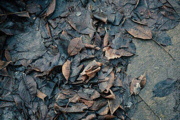 old leaves 