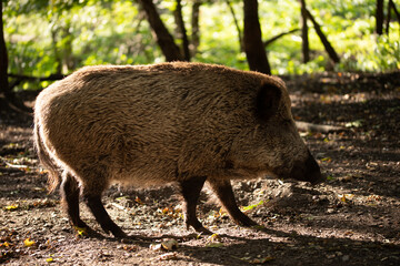 Wildschwein im Wald in Nahaufnahme