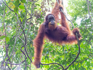 Portrait of male Orangutan with beard in the trees of Gunung Leuser Nationalpark, Bukit Lawang, Sumatra, Indonesia © Gregor Rabong
