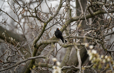 Blackbird shot in my garden with a  telephoto lens