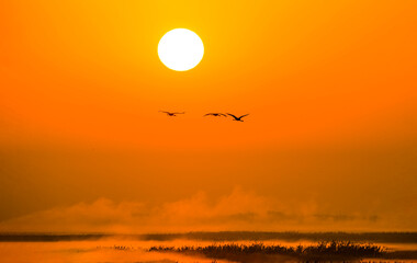 Fototapeta na wymiar Huge sun, sunset, bird silhouette, warm picture, wallpaper