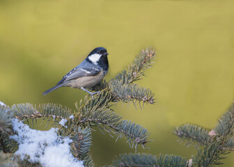 Coal tit (Periparus ater) perched on a branch with lichens against an out of focus background.Parus ater.