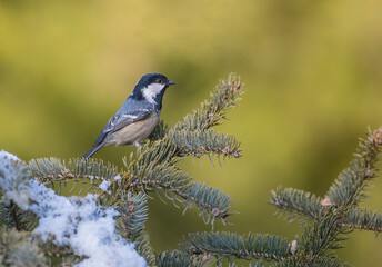 Obraz premium Coal tit (Periparus ater) perched on a branch with lichens against an out of focus background.Parus ater.
