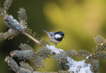 Coal tit (Periparus ater) perched on a branch with lichens against an out of focus background.Parus ater.