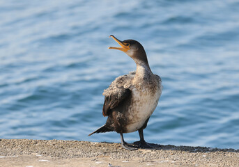 Great cormorant,Phalacrocorax carbo,Phalacrocorax sp.Reed Cormorant,European Shag,Japanese Cormorant