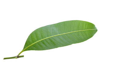 maprang leaf transparent png