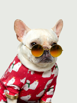 French bulldog in red cartoon pattern clothes and sunglasses, funny image, clean background