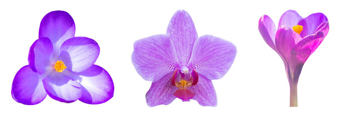 Obraz na płótnie Canvas Pink purple orchid and crocus flowers set PNG isolated on transparent background