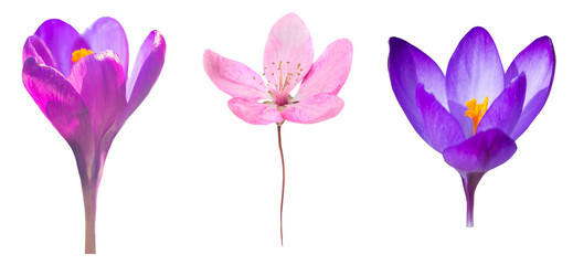 Obraz na płótnie Canvas Pink purple cherry sakura and crocus flowers set PNG isolated on transparent background