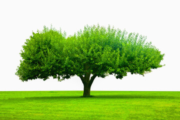Fototapeta na wymiar Tree with wide green crown on white background