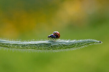 Two ladybugs are mating, macro shot, blurred background