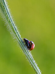 Two ladybugs are mating, macro shot, blurred background