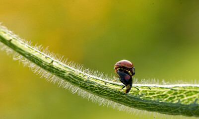 Two ladybugs are mating, macro shot, blurred background
