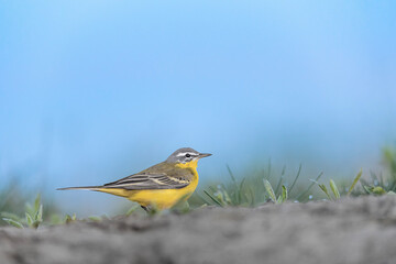 Fine art portrait of Western yellow wagtail with sky on background (Motacilla flava)