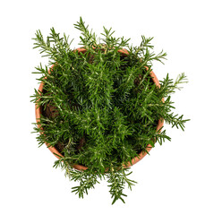 Rosemary plant in vase