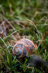 Snail shell home on the grass floor in the beginning of spring.