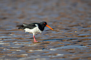 Oystercatcher,Haematopus ostralegus,Eurasian Oystercatcher,Breeds Living in China