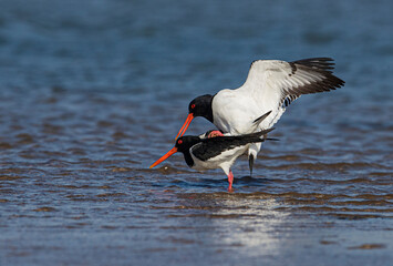 Oystercatcher,Haematopus ostralegus,Eurasian Oystercatcher,Breeds Living in China