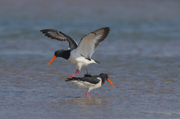 Oystercatcher,Haematopus ostralegus,Eurasian Oystercatcher,Breeds Living in China
