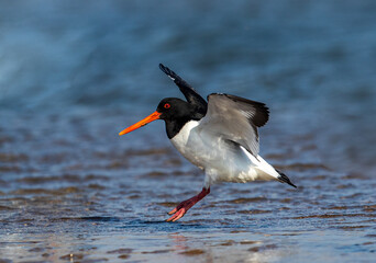 Oystercatcher,Haematopus ostralegus,Eurasian Oystercatcher,Breeds Living in China