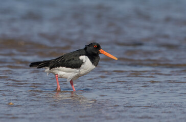 Oystercatcher,Haematopus ostralegus,Eurasian Oystercatcher,Breeds Living in China