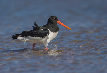 Oystercatcher,Haematopus ostralegus,Eurasian Oystercatcher,Breeds Living in China
