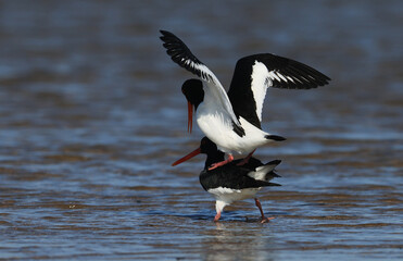 Oystercatcher,Haematopus ostralegus,Eurasian Oystercatcher,Breeds Living in China