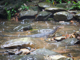 Adult asian water monitor in a river during rain, Gunung Leuser Nationalpark, Bukit Lawang, Sumatra, Indonesia
