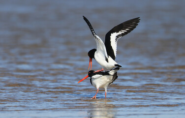 Oystercatcher,Haematopus ostralegus,Eurasian Oystercatcher,Breeds Living in China